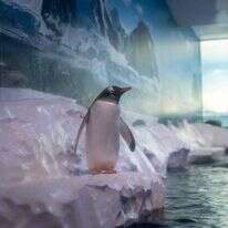 פינגווינים באקווריום לונדון | Handout / Born Free / AFP