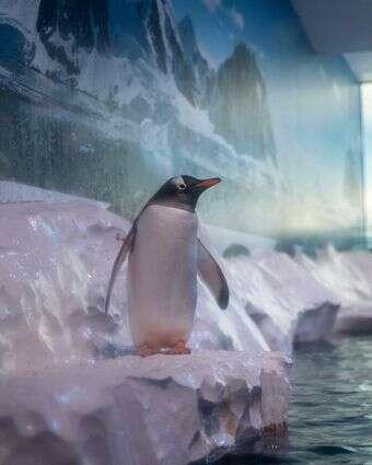 פינגווינים באקווריום לונדון | Handout / Born Free / AFP