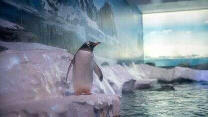 פינגווינים באקווריום לונדון | Handout / Born Free / AFP פינגווינים באקווריום לונדון | Handout / Born Free / AFP