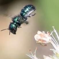 דבורת השטן | צילום מסך מיוטיוב