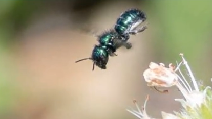 דבורת השטן | צילום מסך מיוטיוב