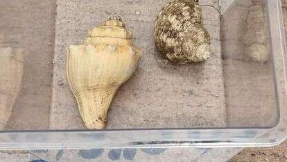 בעלי חיים שהוברחו מתאילנד ונתפסו במכס בנתב"ג | דוברות רשות המסים