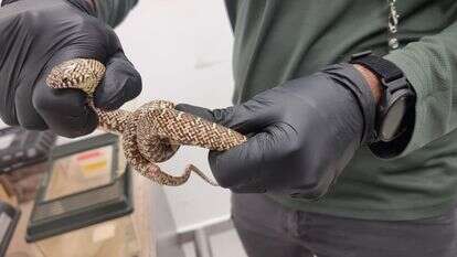 בעלי חיים שהוברחו מתאילנד ונתפסו במכס בנתב"ג | דוברות רשות המסים