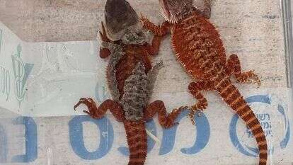 בעלי חיים שהוברחו מתאילנד ונתפסו במכס בנתב"ג | דוברות רשות המסים