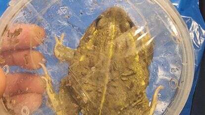 בעלי חיים שהוברחו מתאילנד ונתפסו במכס בנתב"ג | דוברות רשות המסים