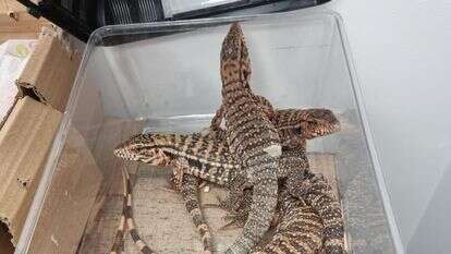 בעלי חיים שהוברחו מתאילנד ונתפסו במכס בנתב"ג | דוברות רשות המסים