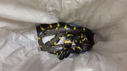 בעלי חיים שהוברחו מתאילנד ונתפסו במכס בנתב"ג | דוברות רשות המסים