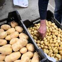 תפוחי אדמה | AFP תפוחי אדמה | AFP