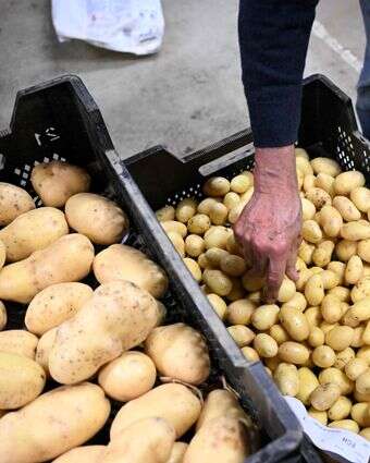 תפוחי אדמה | AFP תפוחי אדמה | AFP