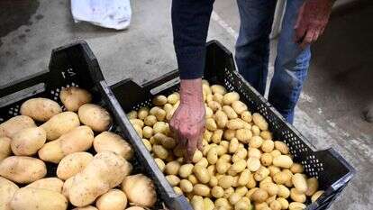 תפוחי אדמה | AFP תפוחי אדמה | AFP