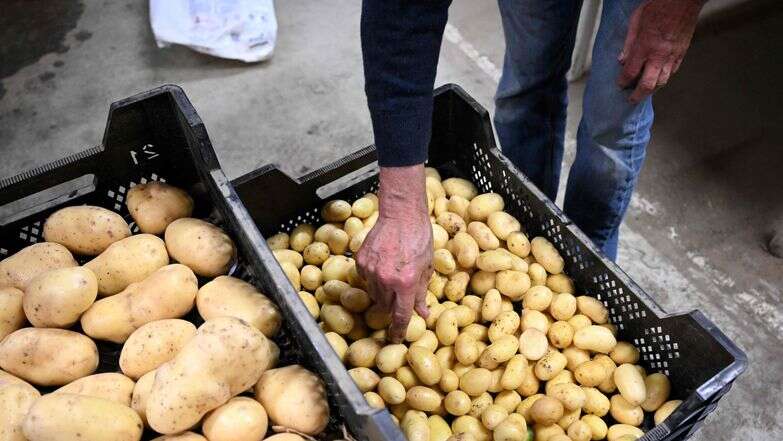 תפוחי אדמה | AFP תפוחי אדמה | AFP