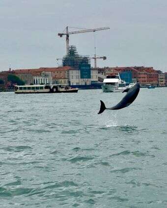 הדולפין מימו בוונציה | AP
