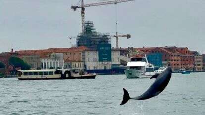 הדולפין מימו בוונציה | AP הדולפין מימו בוונציה | AP