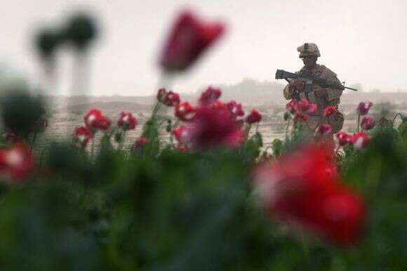 חייל נחתים אמריקני מאבטח שדה פרג אופיום בדרום מערב אפגניסטן, 2009 | גטי אימג'ס