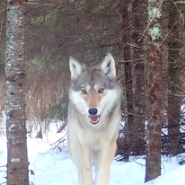 זאב, אילוסטרציה | צילום מסך מיוטיוב