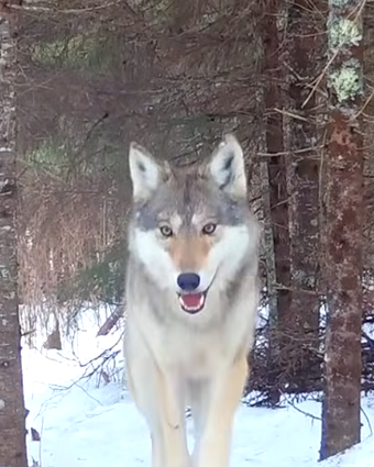 זאב, אילוסטרציה | צילום מסך מיוטיוב