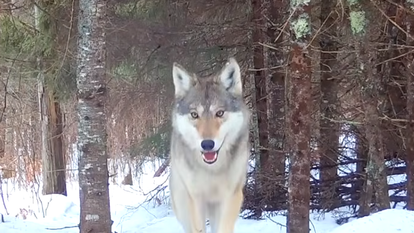 זאב, אילוסטרציה | צילום מסך מיוטיוב