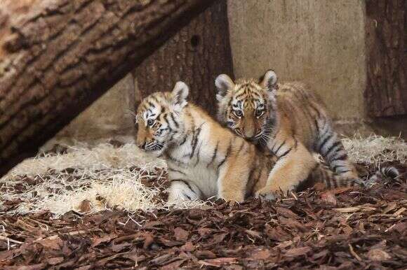טיגריסים | EPA טיגריסים | EPA