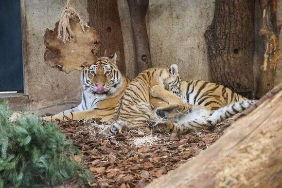 טיגריסים | EPA טיגריסים | EPA