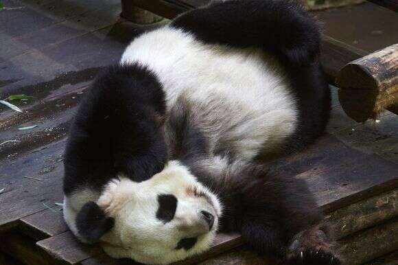 הפנדות בגן החיות בצרפת | AFP