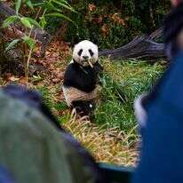 הפנדות בגן החיות בצרפת | AFP