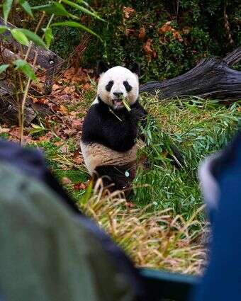 הפנדות בגן החיות בצרפת | AFP