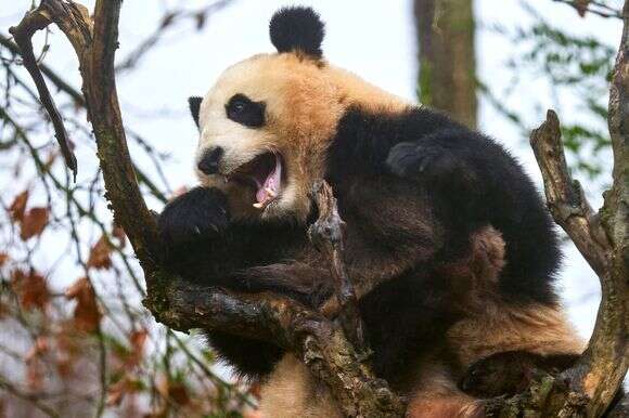 הפנדות בגן החיות בצרפת | AFP