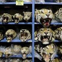 ראשי נמרים שנסחרו באופן בלתי חוקי ונתפסו, בתוך המאגר הלאומי לחיות בר בקולורדו | AP ראשי נמרים שנסחרו באופן בלתי חוקי ונתפסו, בתוך המאגר הלאומי לחיות בר בקולורדו | AP