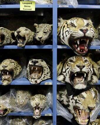 ראשי נמרים שנסחרו באופן בלתי חוקי ונתפסו, בתוך המאגר הלאומי לחיות בר בקולורדו | AP