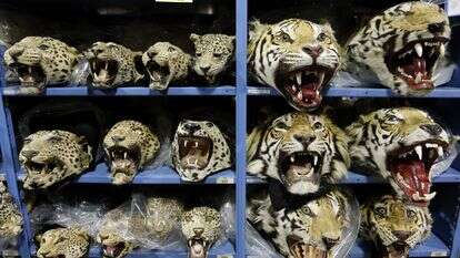 ראשי נמרים שנסחרו באופן בלתי חוקי ונתפסו, בתוך המאגר הלאומי לחיות בר בקולורדו | AP ראשי נמרים שנסחרו באופן בלתי חוקי ונתפסו, בתוך המאגר הלאומי לחיות בר בקולורדו | AP