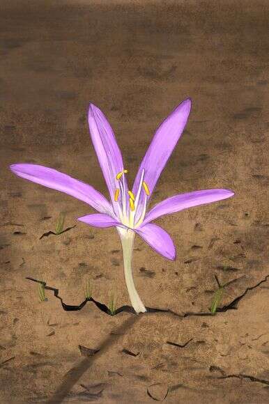 איור: שרון ארדיטי