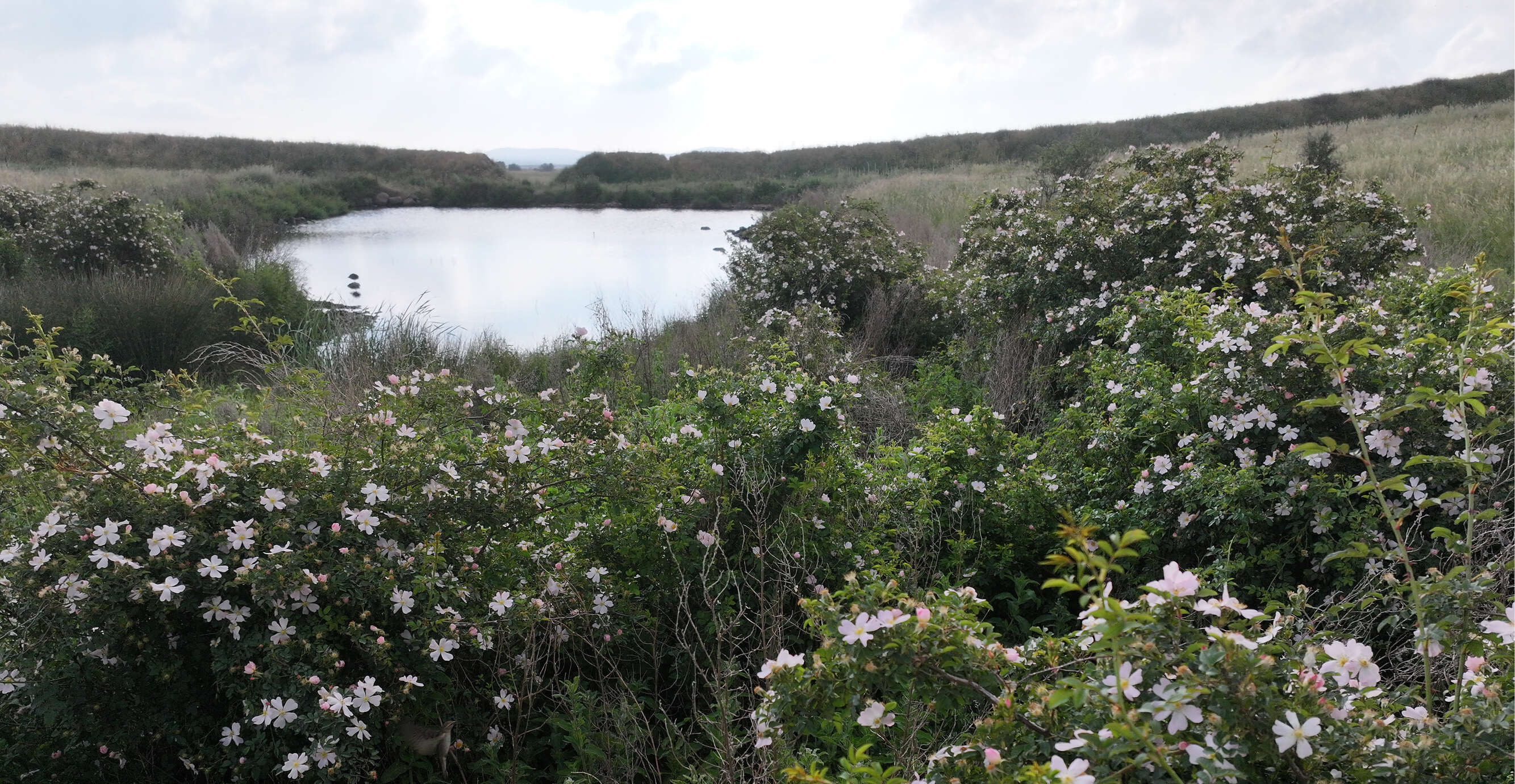 עמק הבכא | יובל דקס, החברה להגנת הטבע עמק הבכא | יובל דקס, החברה להגנת הטבע