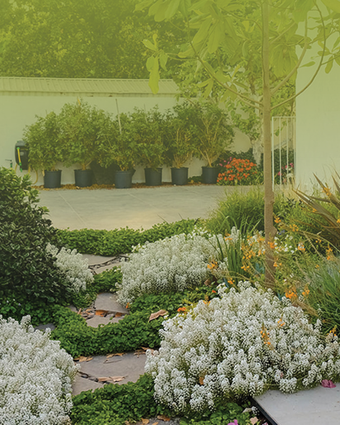 עינת גזית, תכנון גינונים-תכנון והקמת גינות עינת גזית, תכנון גינונים-תכנון והקמת גינות