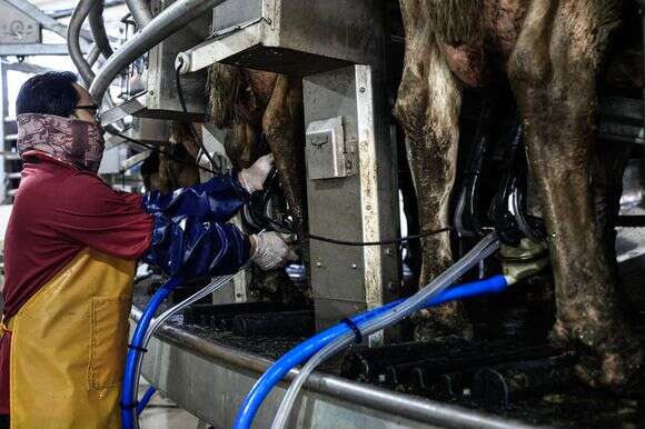 רפת בקיבוץ כיסופים | Tsafrir Abayov/Flash90