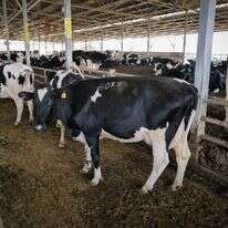 סמל לביטחון לאומי. רפת בישראל | מיכאל גלעדי, פלאש 90