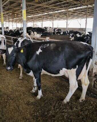 סמל לביטחון לאומי. רפת בישראל | מיכאל גלעדי, פלאש 90