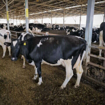 רפת בישראל | מיכאל גלעדי, פלאש 90 רפת בישראל | מיכאל גלעדי, פלאש 90