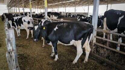 סמל לביטחון לאומי. רפת בישראל | מיכאל גלעדי, פלאש 90 סמל לביטחון לאומי. רפת בישראל | מיכאל גלעדי, פלאש 90