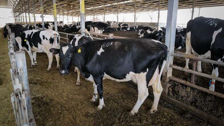 רפת בישראל | מיכאל גלעדי, פלאש 90