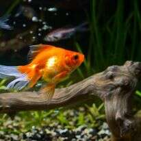 דג זהב | שאטרסטוק דג זהב | שאטרסטוק