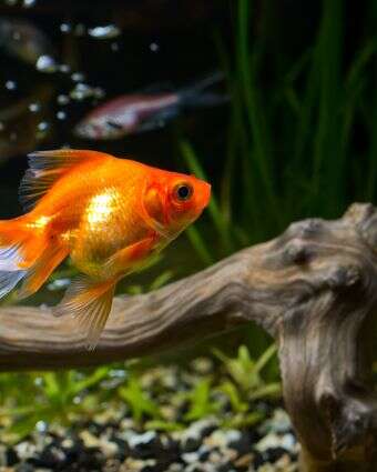 דג זהב | שאטרסטוק דג זהב | שאטרסטוק