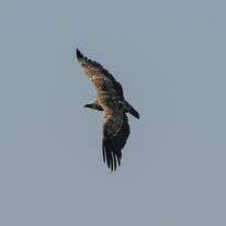 נשר מקראי בשמורת גמלא, 2024 | אייל מרגולין, פלאש 90