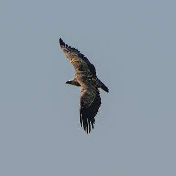 נשר מקראי בשמורת גמלא, 2024 | אייל מרגולין, פלאש 90 נשר מקראי בשמורת גמלא, 2024 | אייל מרגולין, פלאש 90