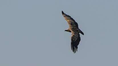 נשר מקראי בשמורת גמלא, 2024 | אייל מרגולין, פלאש 90 נשר מקראי בשמורת גמלא, 2024 | אייל מרגולין, פלאש 90