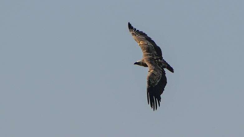 נשר מקראי בשמורת גמלא, 2024 | אייל מרגולין, פלאש 90