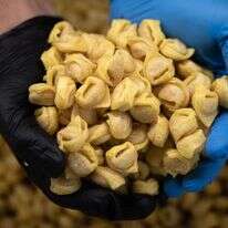 הכנת אניולטי בטורינו, איטליה | AFP הכנת אניולטי בטורינו, איטליה | AFP