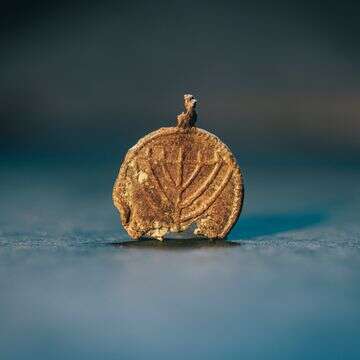 תליון המנורה הנדיר שהתגלה בחפירות הארכיאולוגיות | אליהו ינאי, עיר דוד תליון המנורה הנדיר שהתגלה בחפירות הארכיאולוגיות | אליהו ינאי, עיר דוד