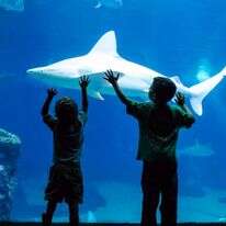 כריש סנפירתן במצפה התת-ימי באילת | פארק המצפה התת-ימי באילת