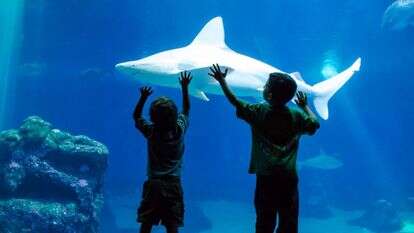 כריש סנפירתן במצפה התת-ימי באילת | פארק המצפה התת-ימי באילת כריש סנפירתן במצפה התת-ימי באילת | פארק המצפה התת-ימי באילת