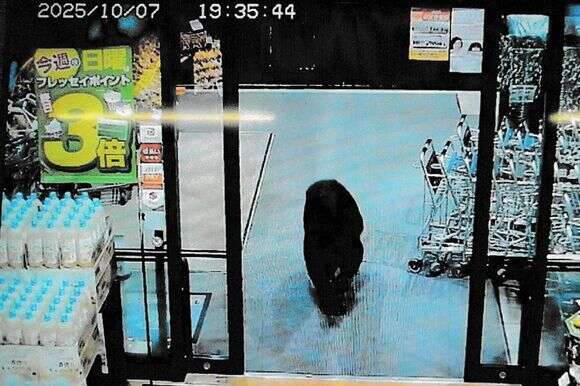 דוב נכנס לחנות ביפן | AFP